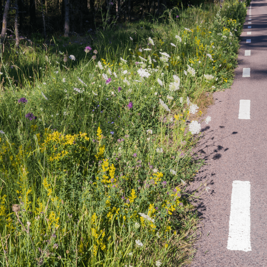 Blommor, vägkant, blomrik, äng, bilväg, biologisk mångfald, väggren, trafik