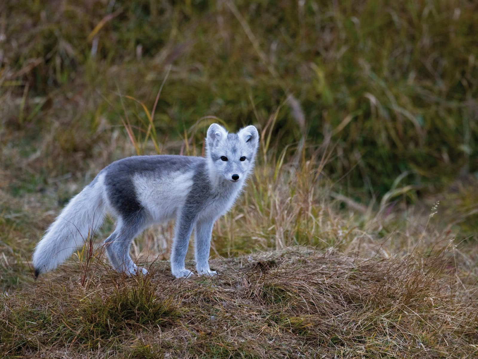 Djur, Räv, Rävar, Fjällräv, Fjällrävar, Rävunge, Fjällrävunge