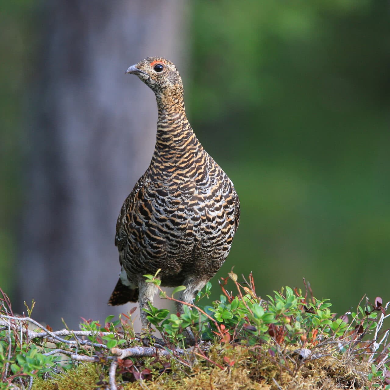 Reservat, Orre, Skogsfågel, Fågel, Fåglar, Skog, Natur