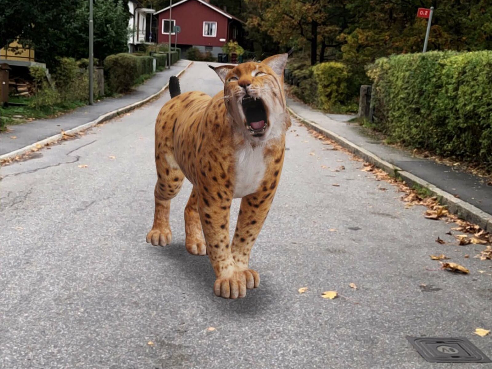 villaområde, gata, AR, google, 3D, lodjur