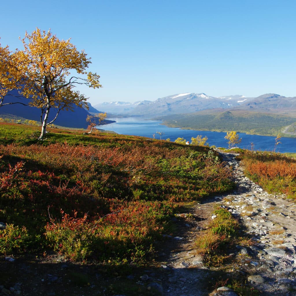 Berg, natur, Norrland, Lappland, vandring, Kungsleden, höst, Sverige, friluftsliv, Sapmi, Saltoluokta, träd, fjäll, fjällen, svensk natur, samer, sjö, fjällsjö, landskap