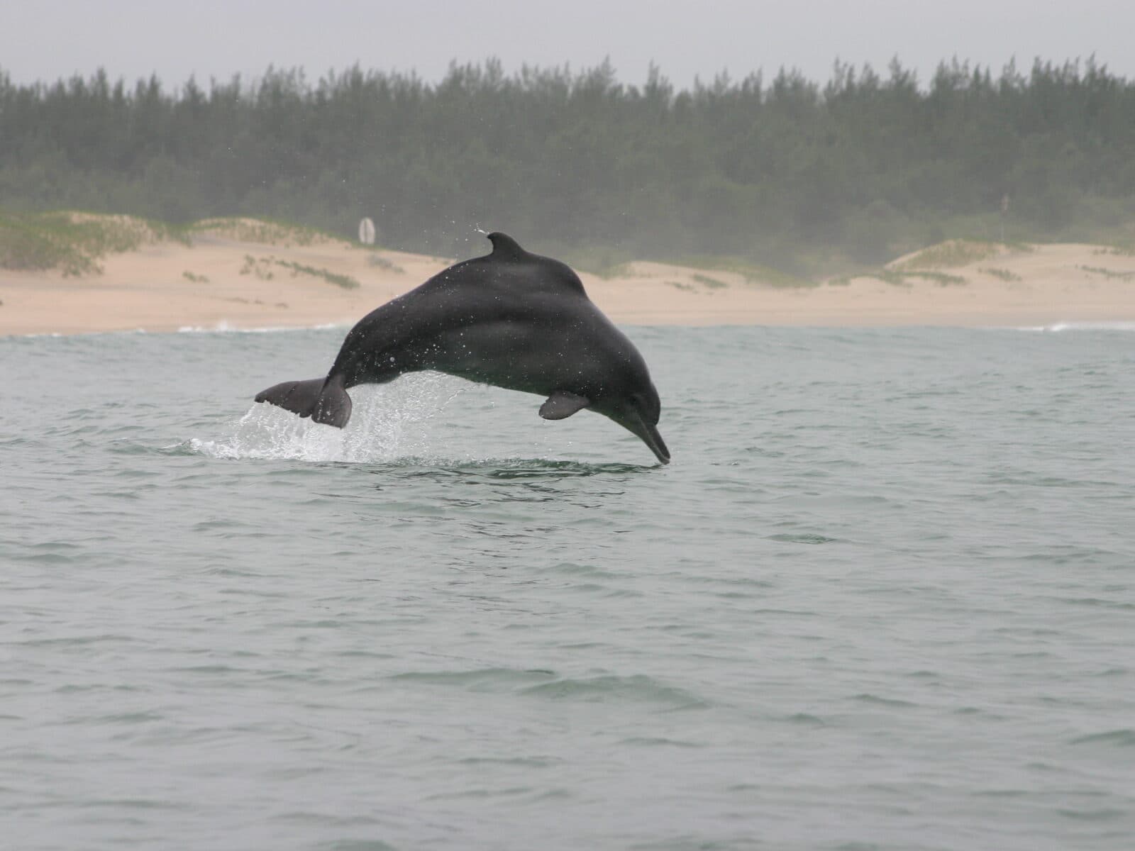 Delfin, puckeldelfin, deltadelfin, Sydafrika, Afrika, groundWork, CER, Karpowerships, Richards Bay, hotad, klimat, klimatförändringar, kol, energi