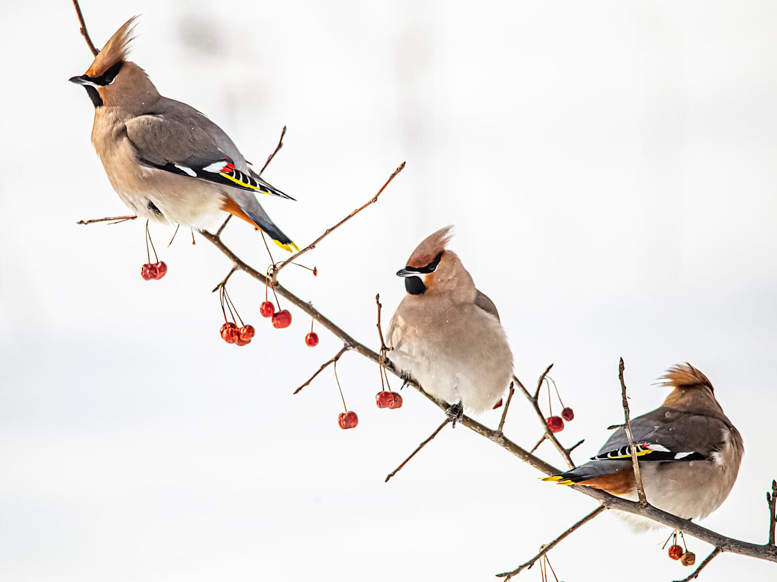 Ryssland, rönnbär, fåglar, fågel, vinter, vinterfåglar, Bombycilla garrulus, sidensvans