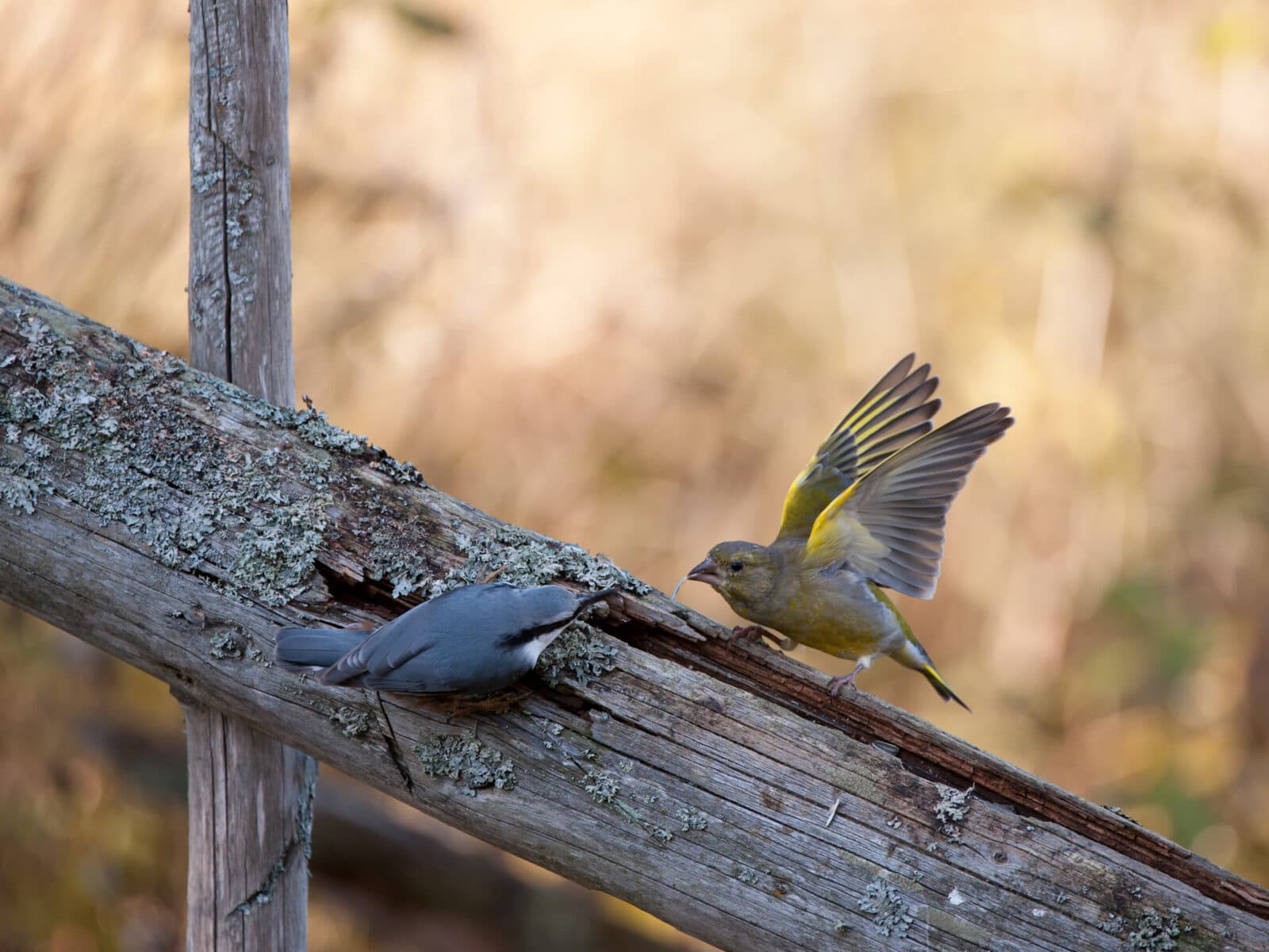 "Nuthatch, Actions, Animal Eye, Animals And Pets, Backgrounds, Beak, Bird, Birds", Brown, Claw, Feather, Gray, Green, Green Finch, Passerine, Scandinavian Peninsula, Sweden, Wild Animals, Yellow, wooden fence, grönfink, fågelbord, fåglar, vinter, nötväcka, vinterfåglar