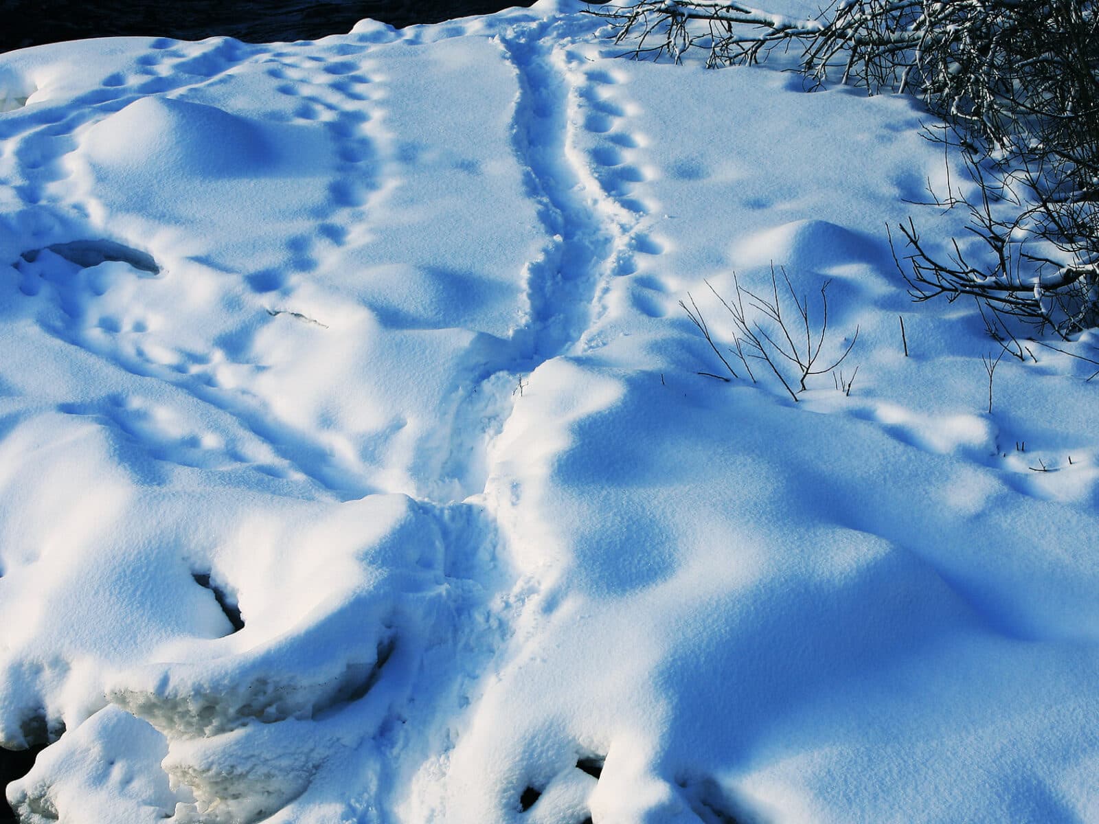 spår, djurspår, utter, snö, utterspår