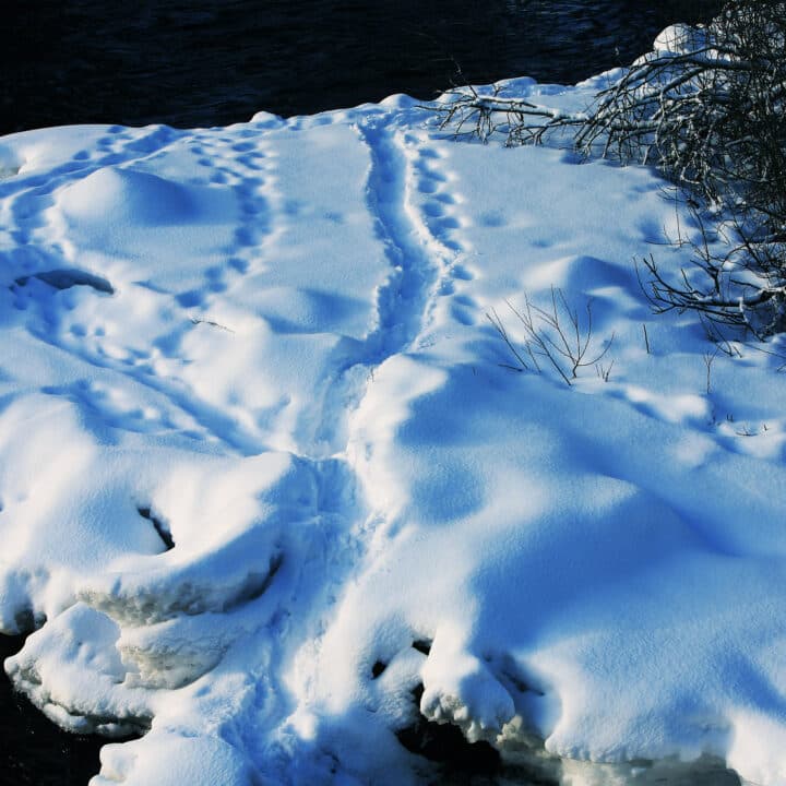 spår, djurspår, utter, snö, utterspår