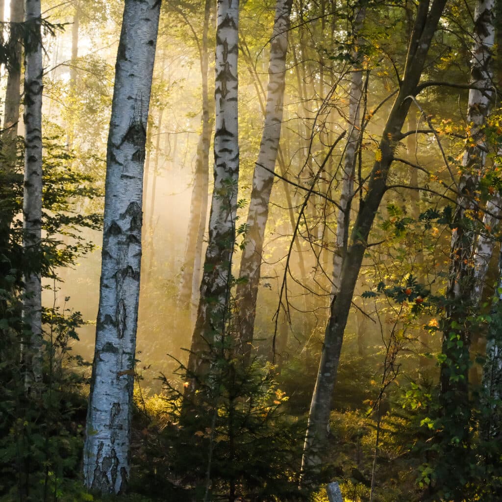 skog, barrträd, lövträd, Sverige, träd