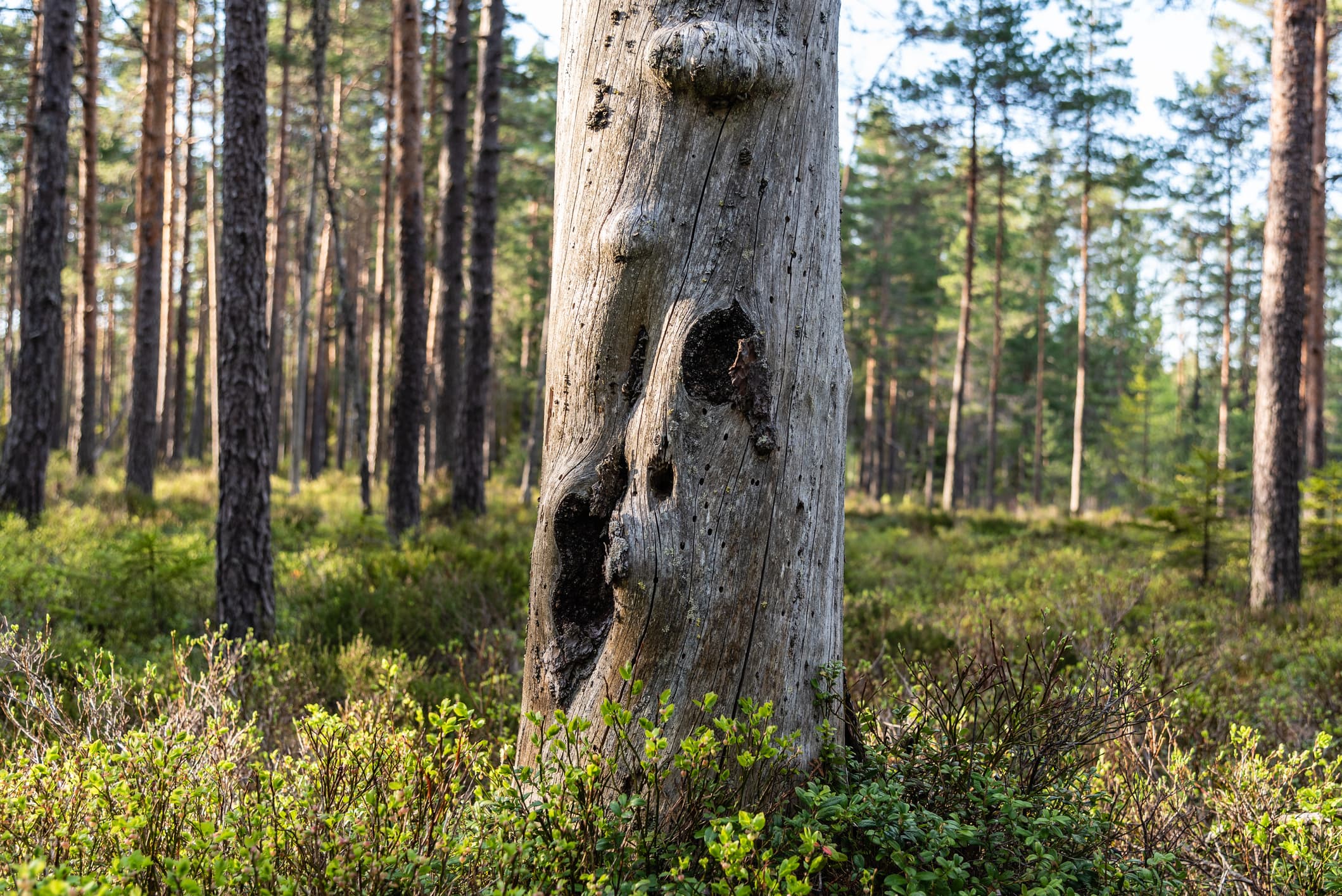 Död ved, dött träd, skog, träd, Sverige