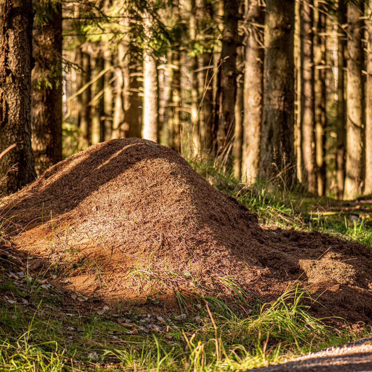 myrstack, skog, Sverige, träd