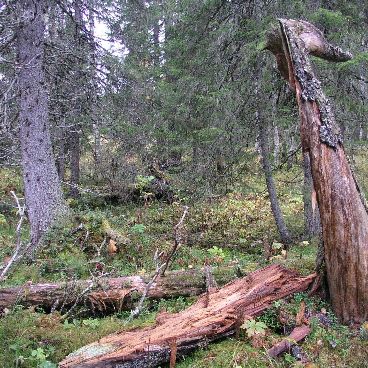 Stubbe, skog, träd, Sverige