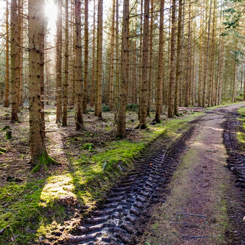 skog, odlad skog, låt skogen leva, conifer, coniferous forest, forest road, gravelled road, horn, pine forest, rut, spring, spruce, spruce forest, östergötland