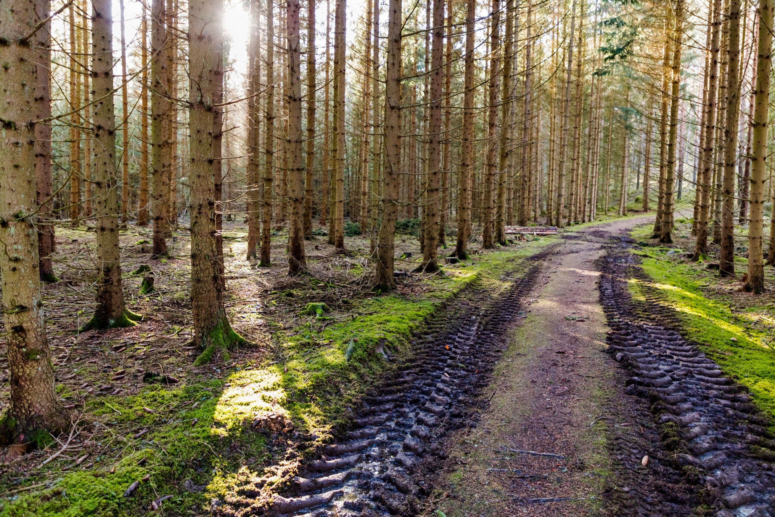 skog, odlad skog, låt skogen leva, conifer, coniferous forest, forest road, gravelled road, horn, pine forest, rut, spring, spruce, spruce forest, östergötland