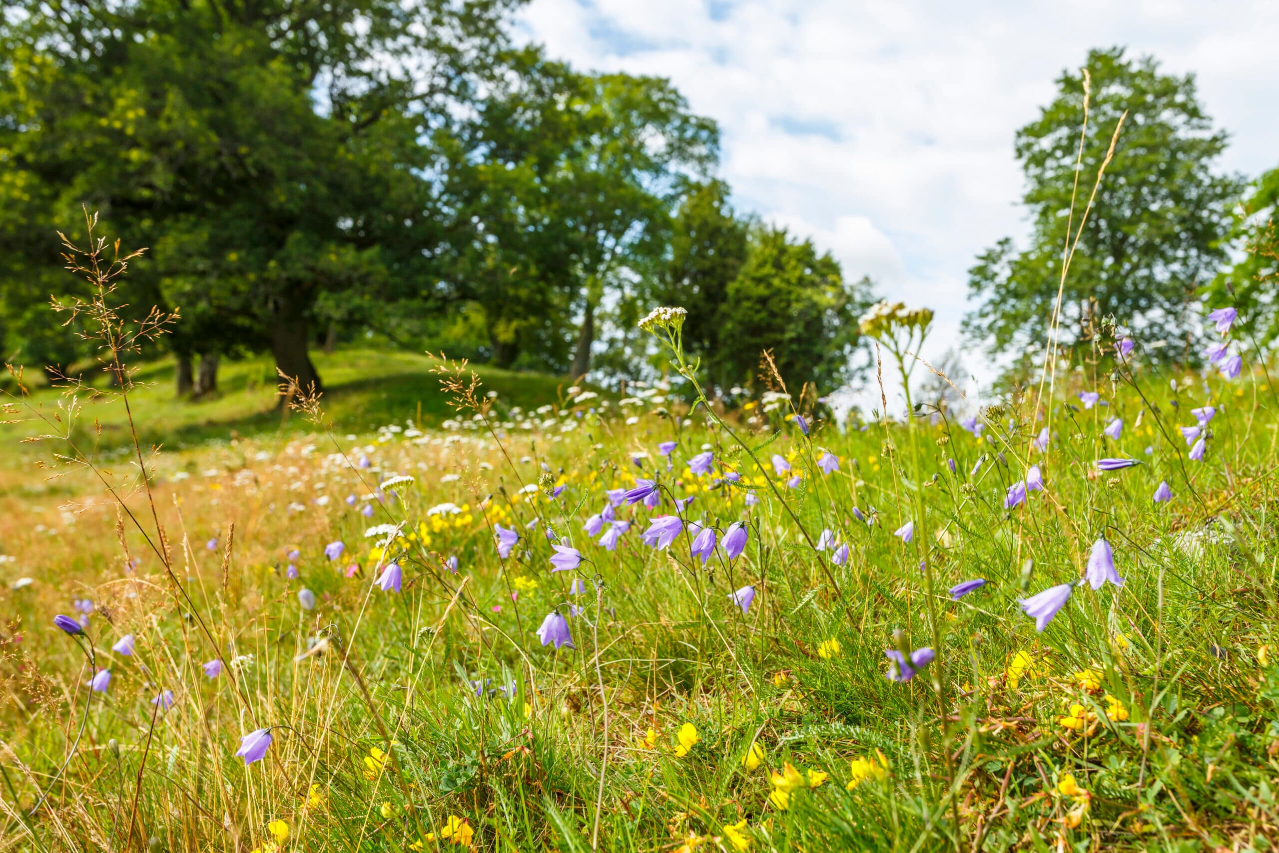 äng, träd, blommor, blomsteräng, sommaräng