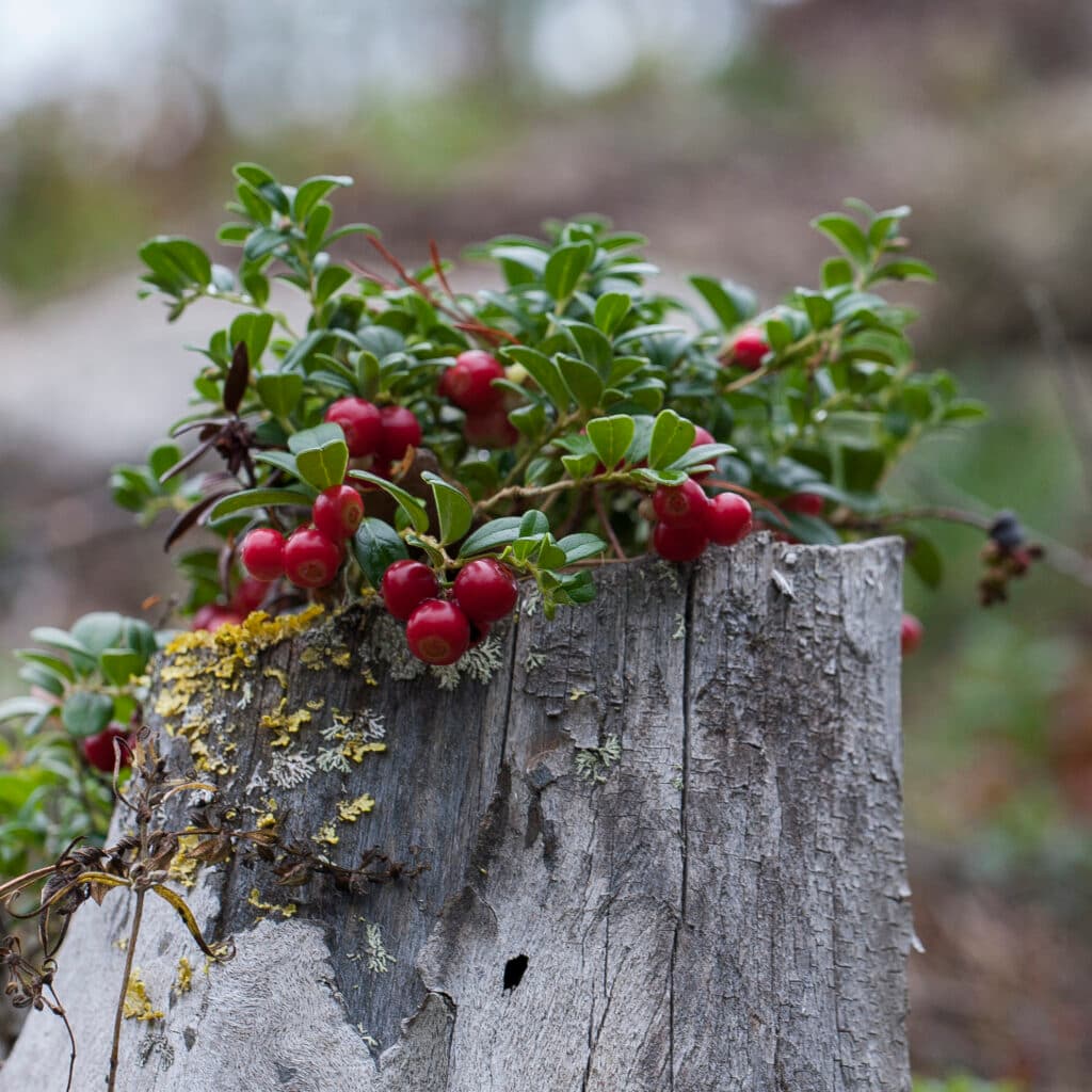 Naturskyddsföreningens Skogspris ska belöna och uppmuntra fler markägare och andra förebilder att berätta om sina miljö- och naturvårdsinsatser och inspirera andra att göra samma sak.