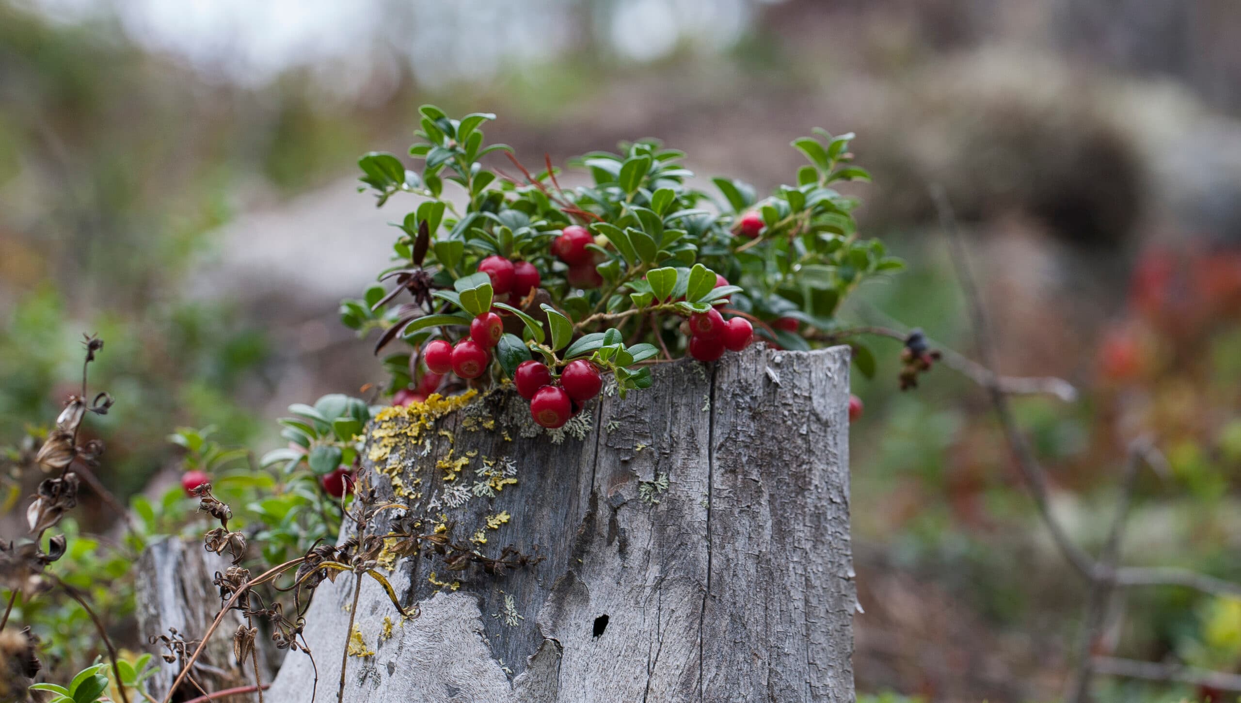 Naturskyddsföreningens Skogspris ska belöna och uppmuntra fler markägare och andra förebilder att berätta om sina miljö- och naturvårdsinsatser och inspirera andra att göra samma sak.