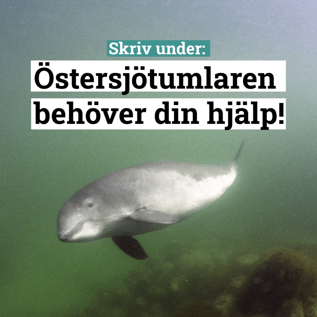 En nyfiken östersjötumlare med texten skriv under: Östersjötumlaren behöver din hjälp