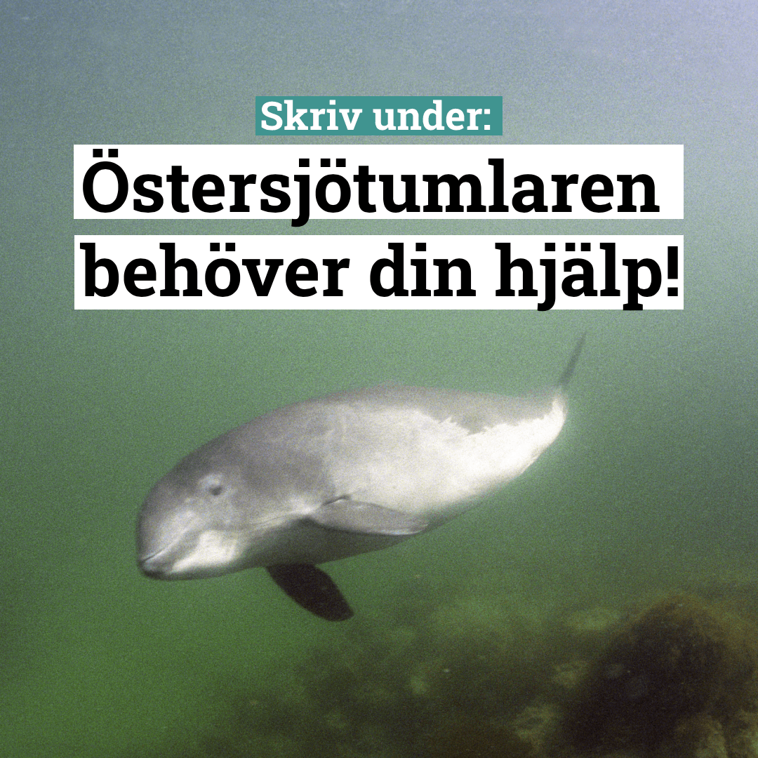 En nyfiken östersjötumlare med texten skriv under: Östersjötumlaren behöver din hjälp