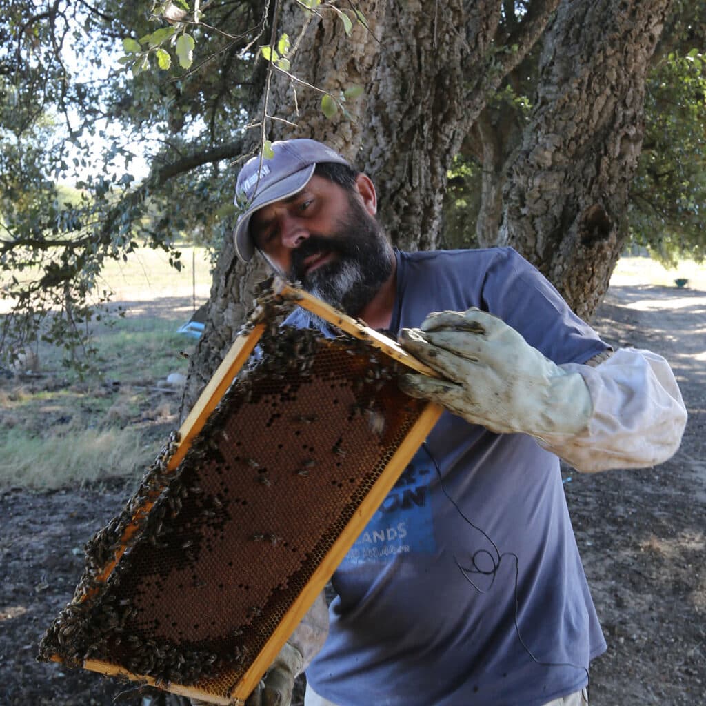 Gerard Frater är biodlare i vindistriktet Paarl i Sydafrika. Hans bin har dött efter att de blivit utsatta för bekämpningsmedel. Han odlar själv ekologiskt vin på sin vingård. FOTO: TORBJÖRN SELANDER Till Rädda bina 2022