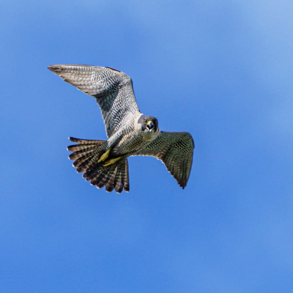 Peregrine falcon, Falco peregrinus flying, Swedish Lapland, SwedenBeskuren från Resource ID31626.