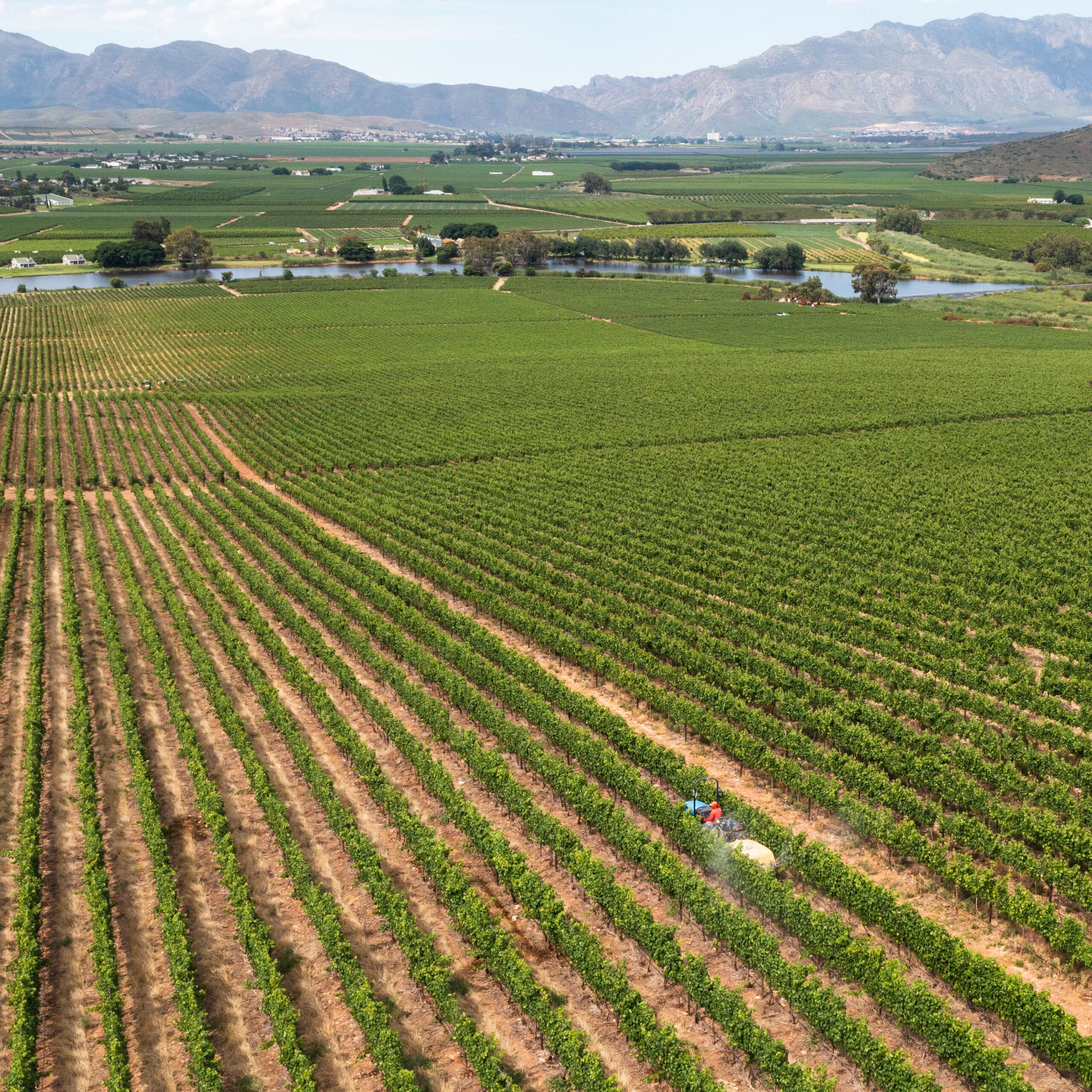 A tractor makes its way through the rows of vineyards spraying chemicals. Farmer working in the ...