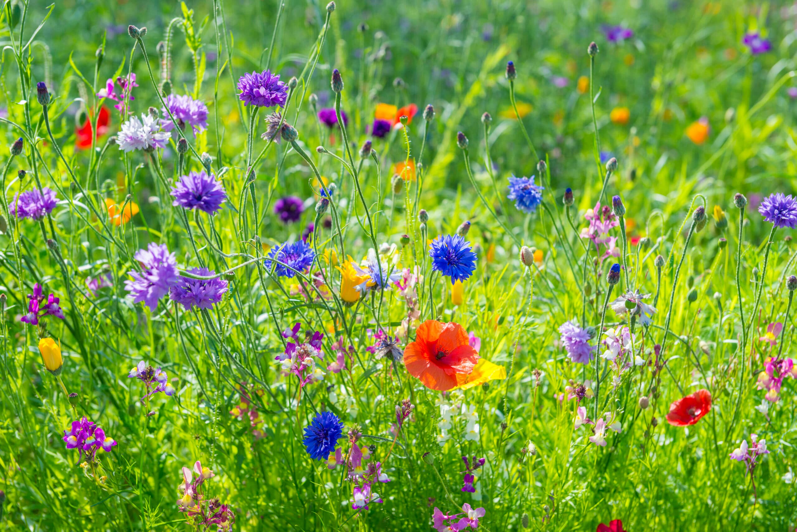 Ängsblommor