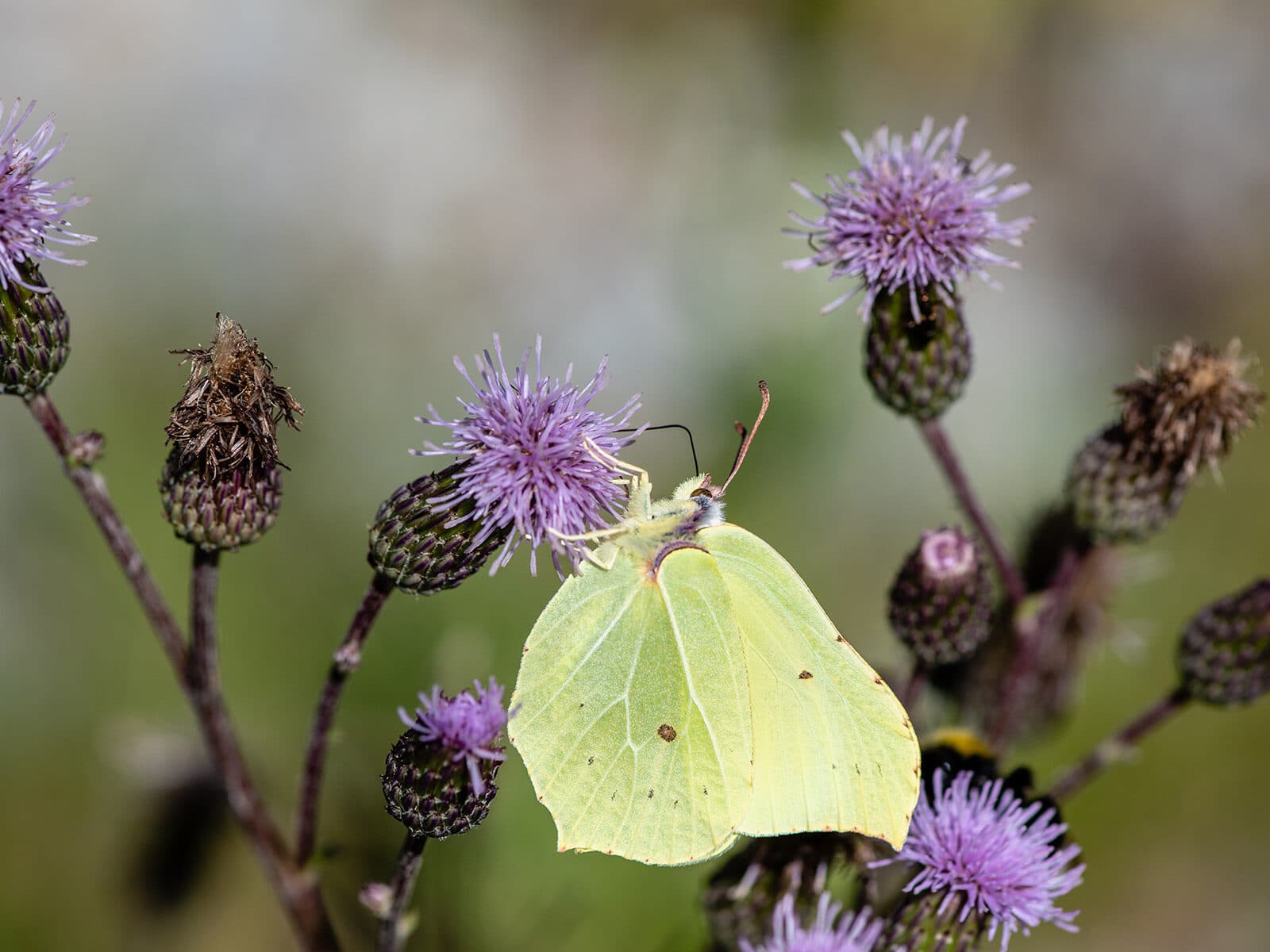 En citronfjäril pollinerar en blomma