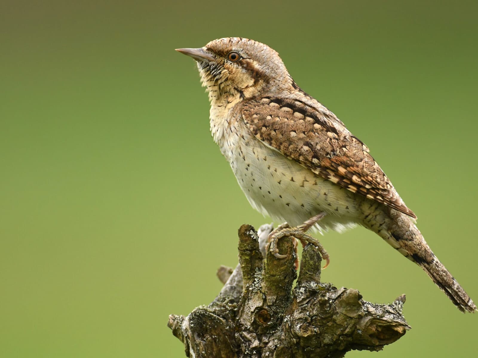 Wryneck (Jynx torquilla)