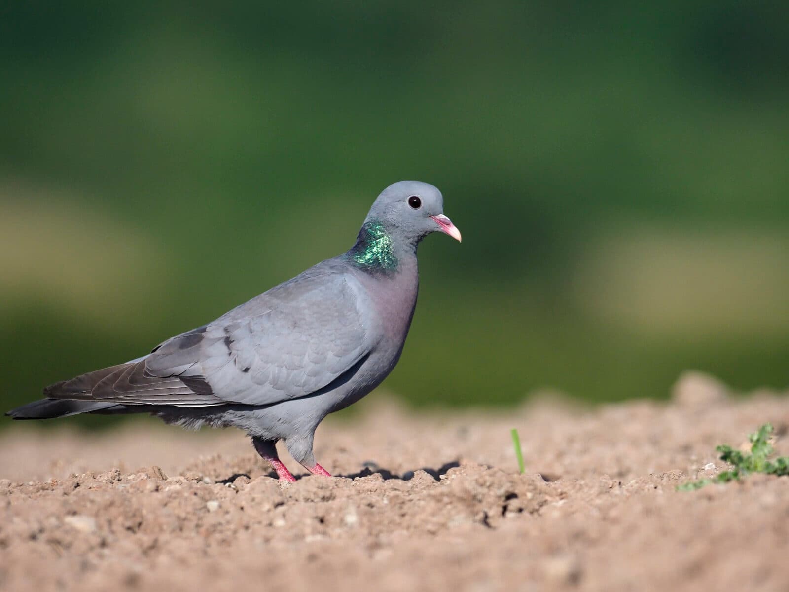 Stock dove, Columba oenas, single bird on ground,   Warwickshire, July 2018