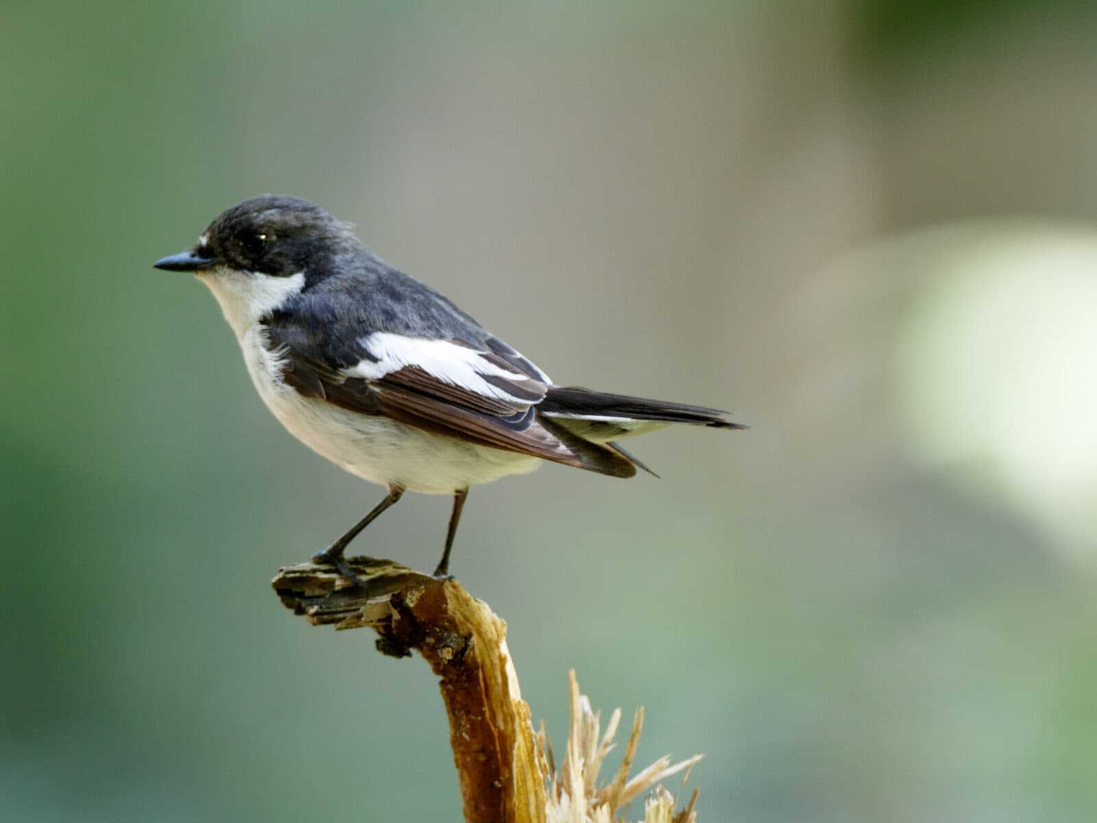 Pied Flycatcher (Ficedula hypoleuca)Russia, Moscow.