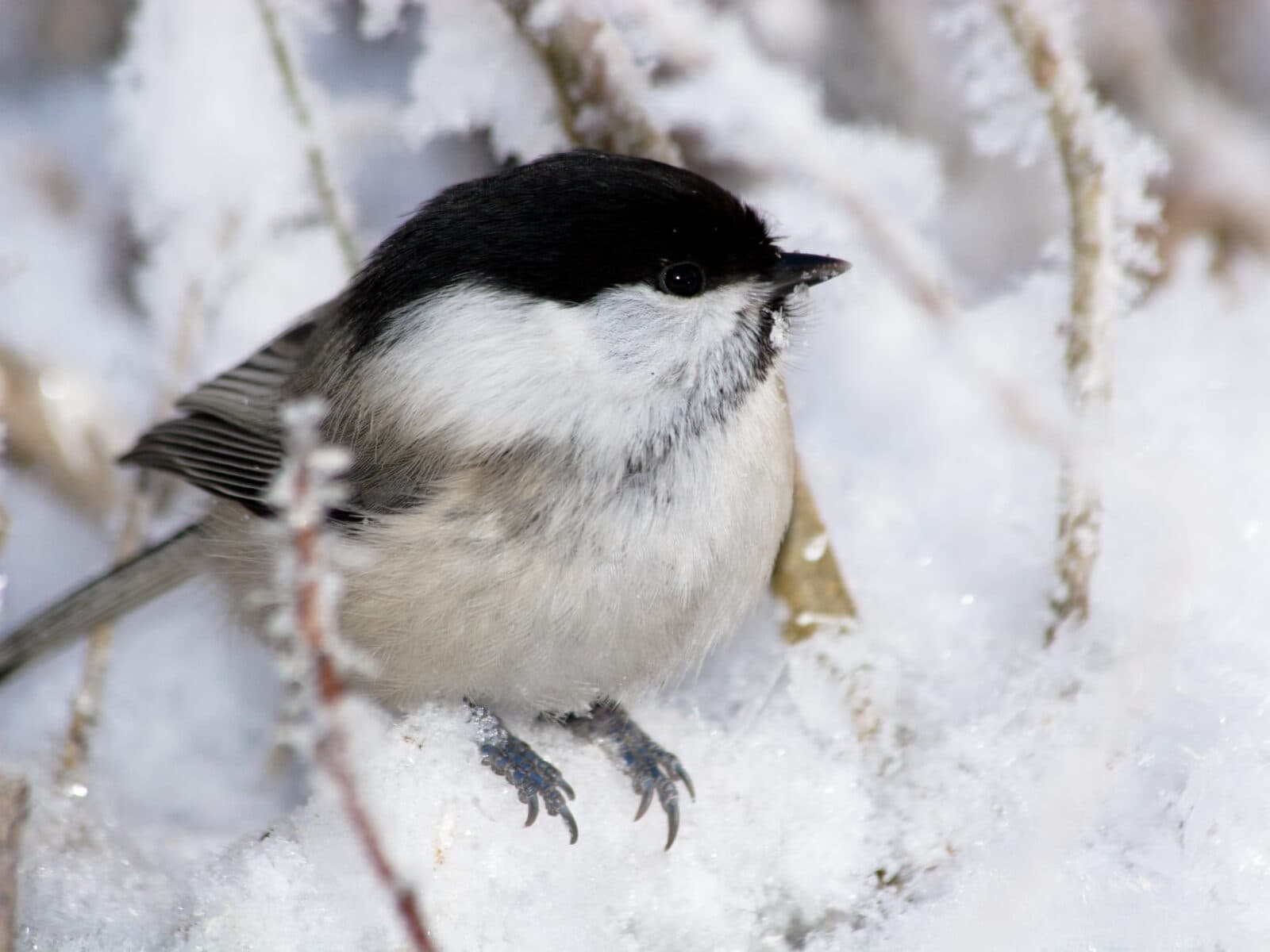 Willow Tit, or Black-capped Chickadee (Parus montanus) is in the Wild Nature. Russia, the Ryazan ...