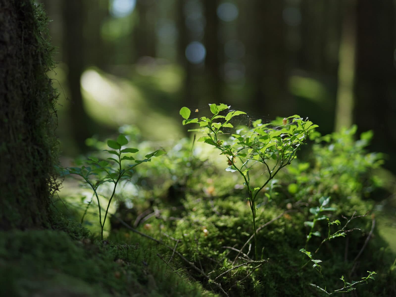 Grön skog med blåbärsris