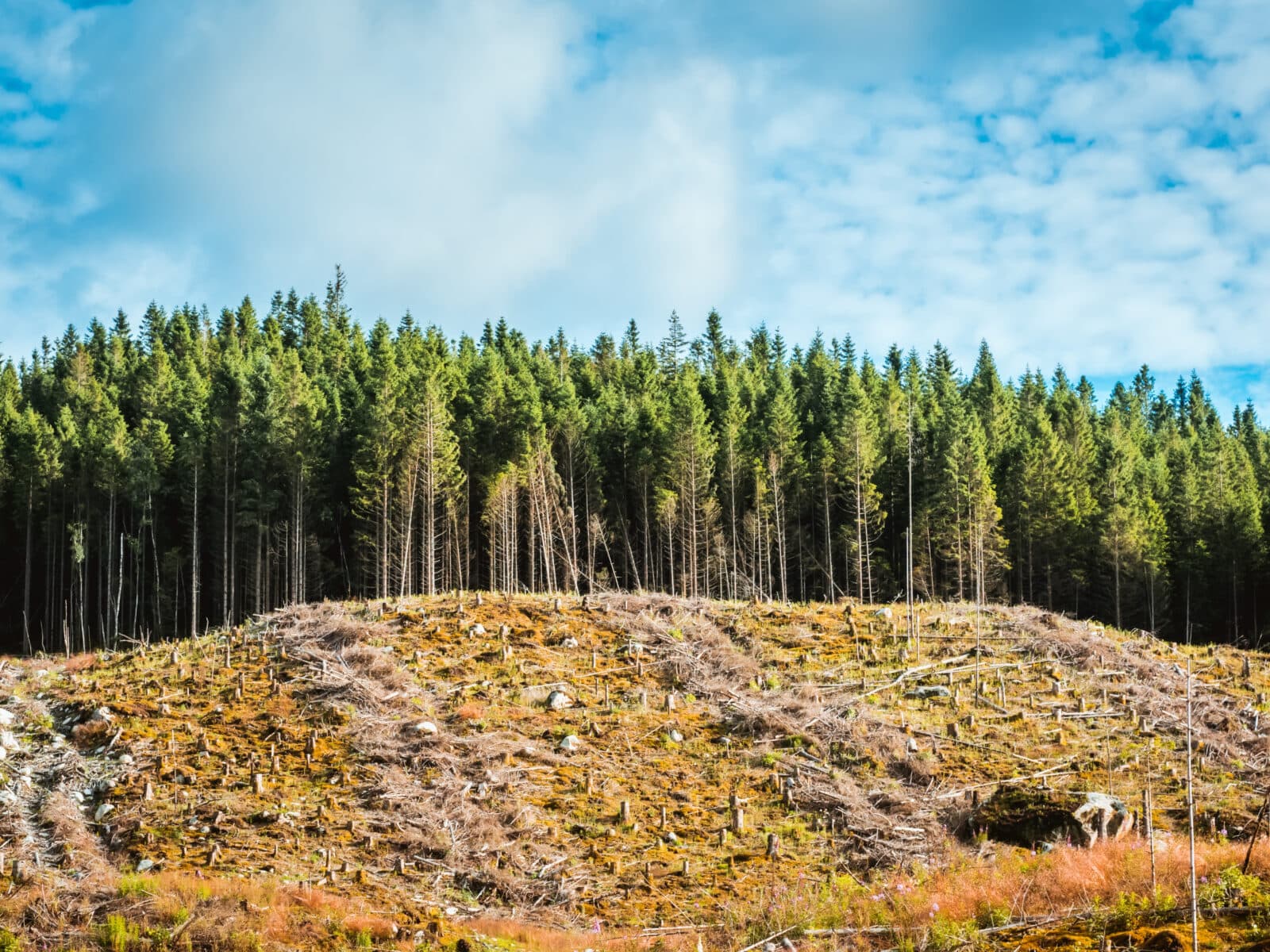 View to cut down place in pine forest, Norway