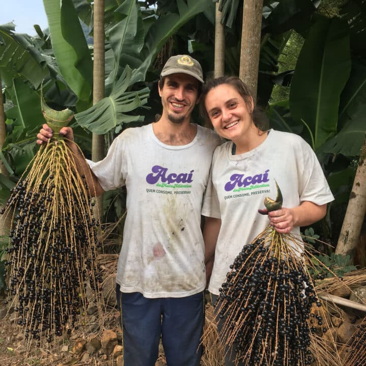 Centro Ecologico stöder ekologisk odling, här skördas ekologiskt odlad acai i Brasilien,