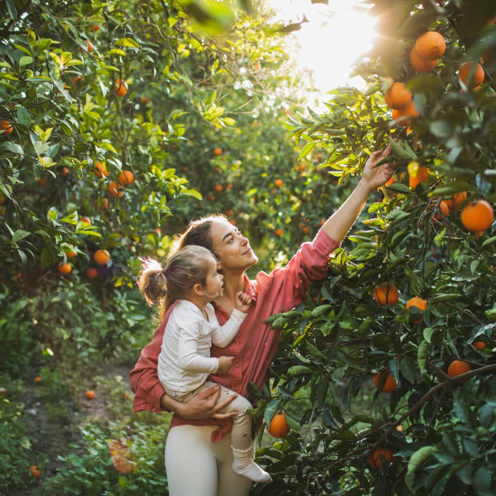 Woman and baby farmers picks fresh oranges from a green tree in sunny day. Oranges growing on tree orchard, Mugla, Turkey. Orange plantation. Organic harvesting. Natural vitamins.