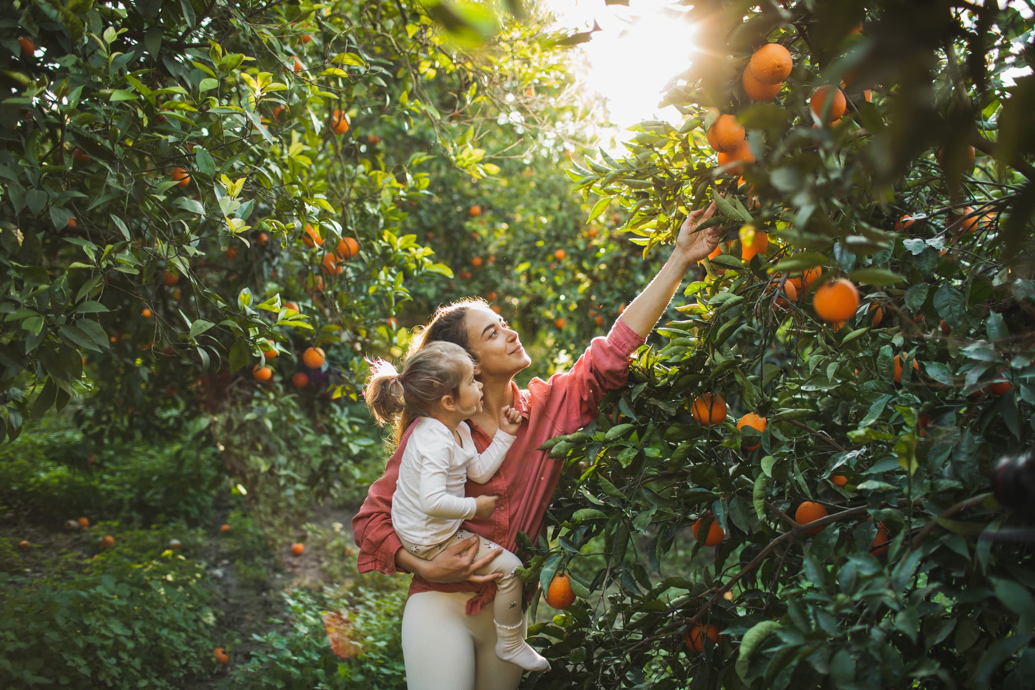 Woman and baby farmers picks fresh oranges from a green tree in sunny day. Oranges growing on tree orchard, Mugla, Turkey. Orange plantation. Organic harvesting. Natural vitamins.