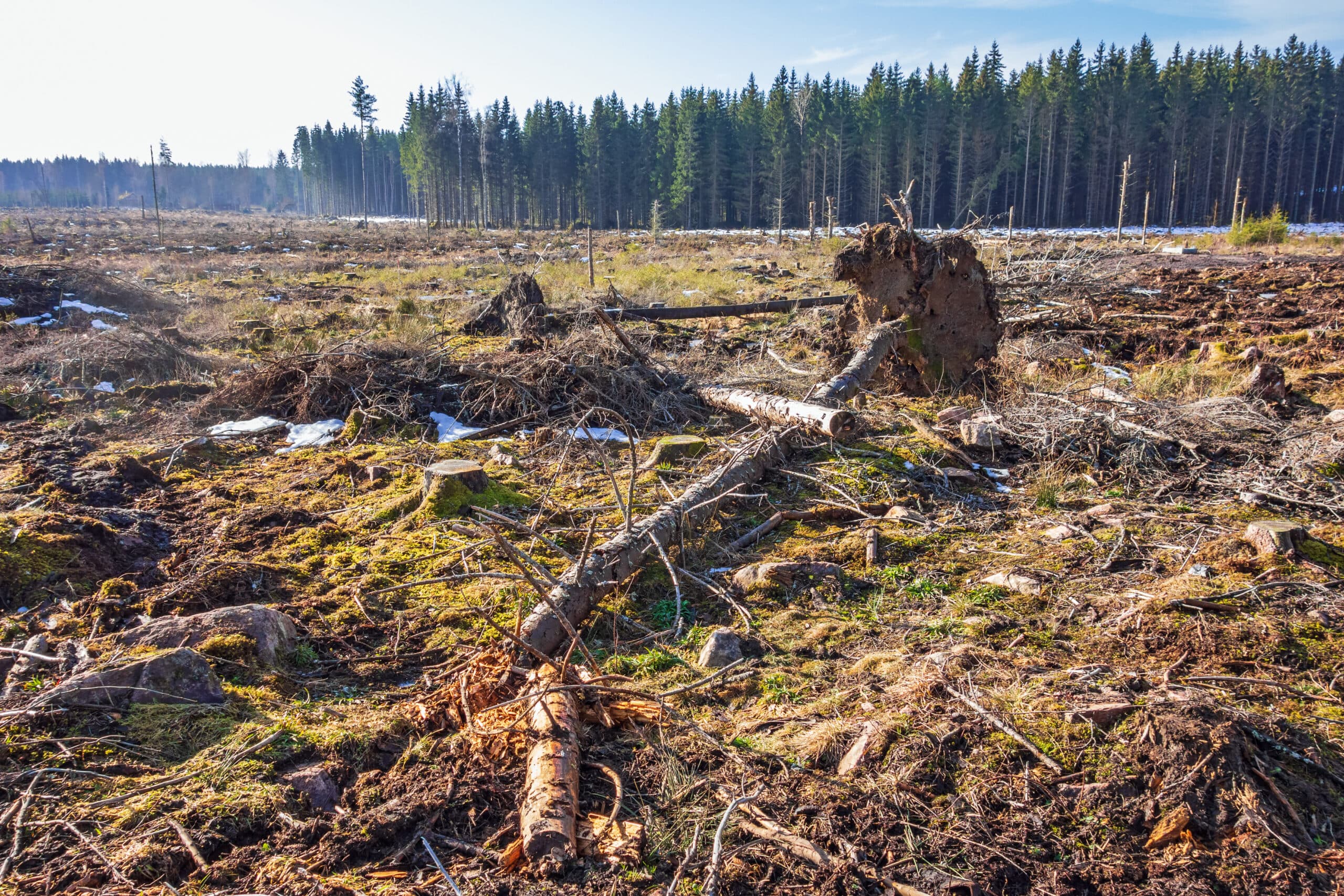 Clearcutting area by a spruce forest