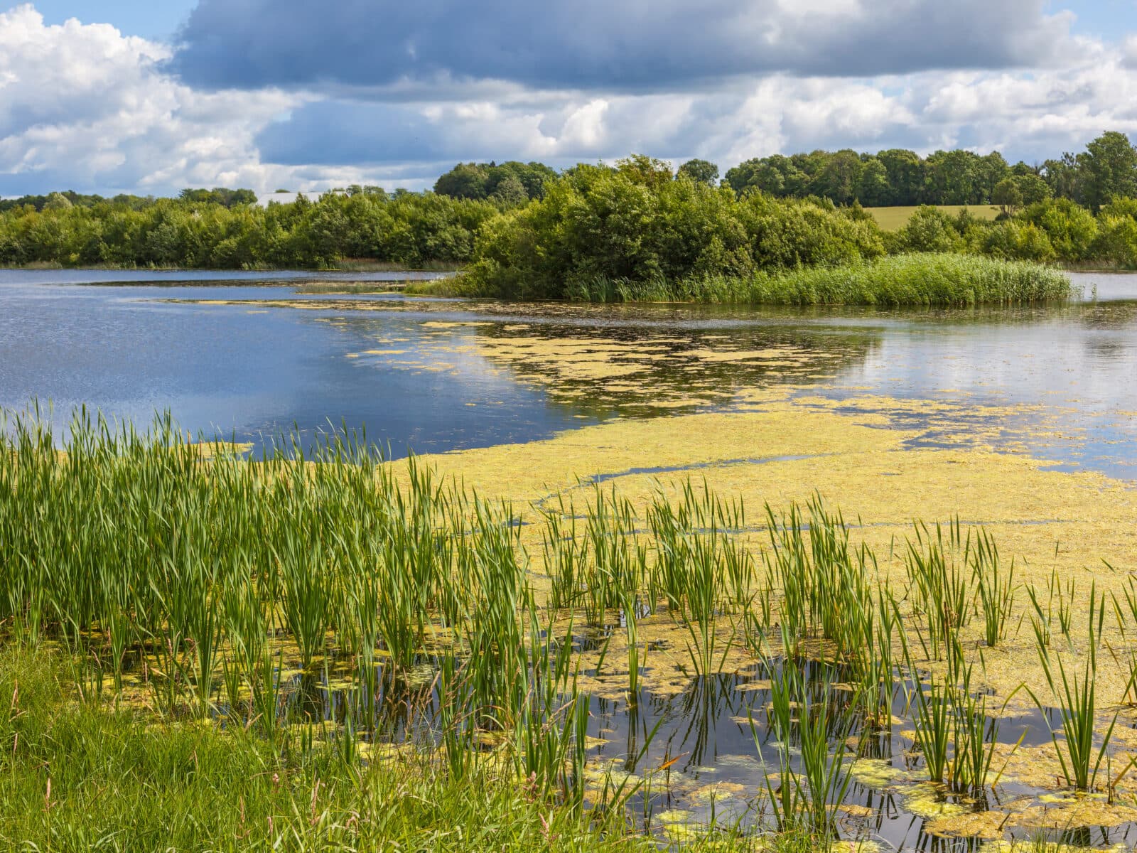 Lake with algae in the water