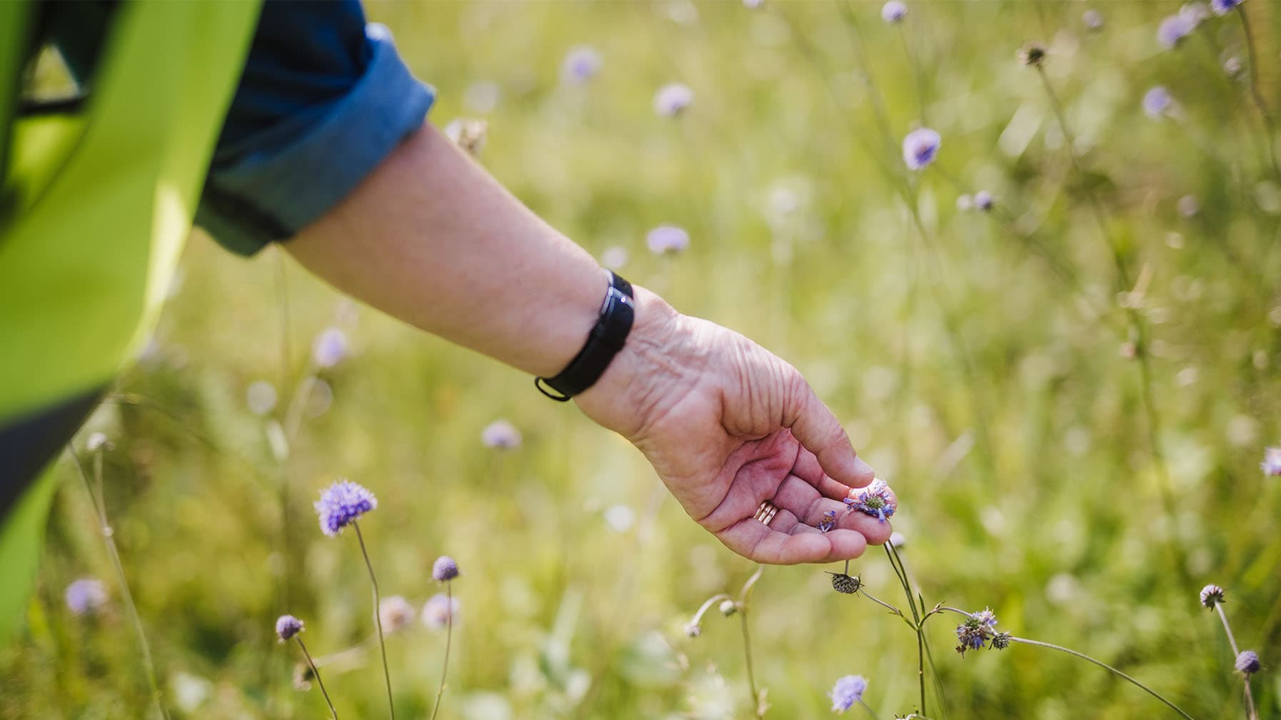 En hand plockar frön från en ängsblomma.