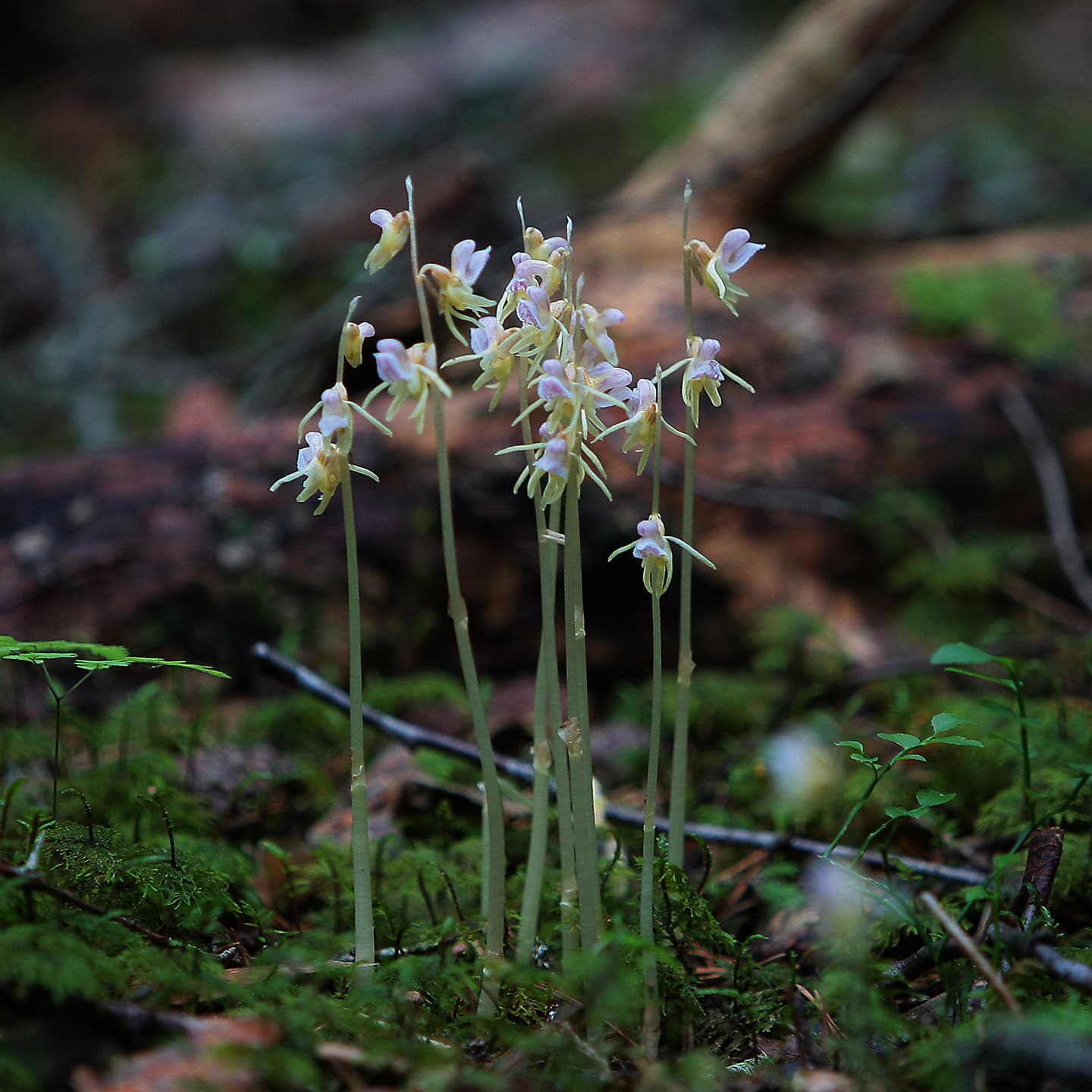 orkidé, skogsfrun, naturnära skogsbruk