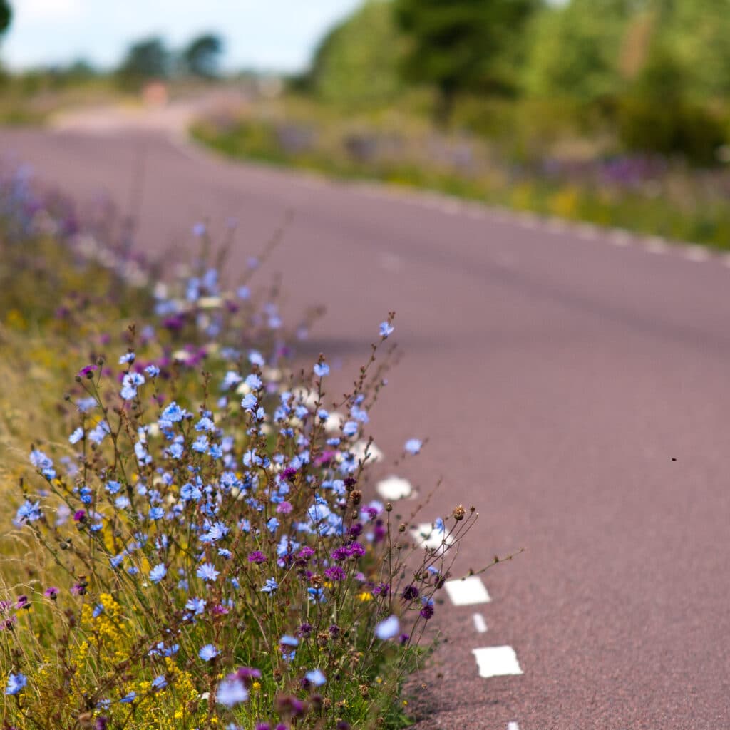 Bilden visar en kurvig landsväg omgiven av grönska och vilda blommor. Vägen har en slät asfaltyta med vita streckade linjer som markerar vägkanten. På förgrunden till höger i bilden syns en kant beväxt med blå och lila blommor samt gula blomster, vilket ger en färgglad kontrast mot den mörka asfalten. Bakgrunden är suddig, men man kan urskilja mer grönska och en fortsättning av vägen som slingrar sig in i landskapet. Det verkar vara en solig dag med gott om dagsljus som lyser upp scenen.