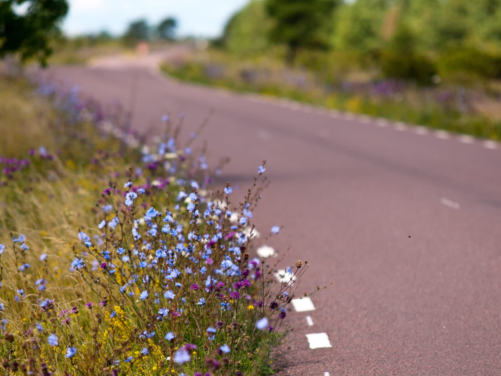 Bilden visar en kurvig landsväg omgiven av grönska och vilda blommor. Vägen har en slät asfaltyta med vita streckade linjer som markerar vägkanten. På förgrunden till höger i bilden syns en kant beväxt med blå och lila blommor samt gula blomster, vilket ger en färgglad kontrast mot den mörka asfalten. Bakgrunden är suddig, men man kan urskilja mer grönska och en fortsättning av vägen som slingrar sig in i landskapet. Det verkar vara en solig dag med gott om dagsljus som lyser upp scenen.