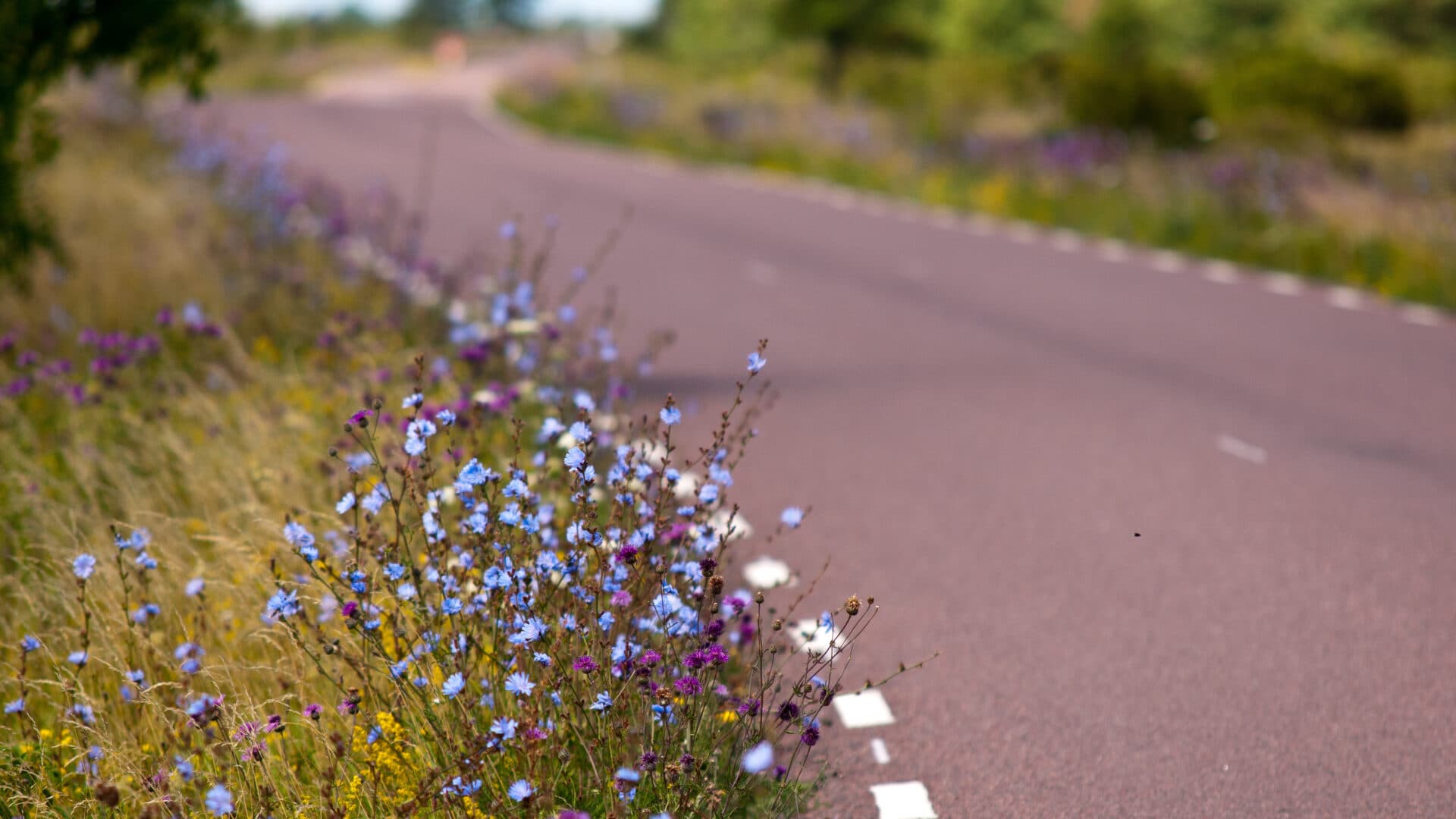 Bilden visar en kurvig landsväg omgiven av grönska och vilda blommor. Vägen har en slät asfaltyta med vita streckade linjer som markerar vägkanten. På förgrunden till höger i bilden syns en kant beväxt med blå och lila blommor samt gula blomster, vilket ger en färgglad kontrast mot den mörka asfalten. Bakgrunden är suddig, men man kan urskilja mer grönska och en fortsättning av vägen som slingrar sig in i landskapet. Det verkar vara en solig dag med gott om dagsljus som lyser upp scenen.