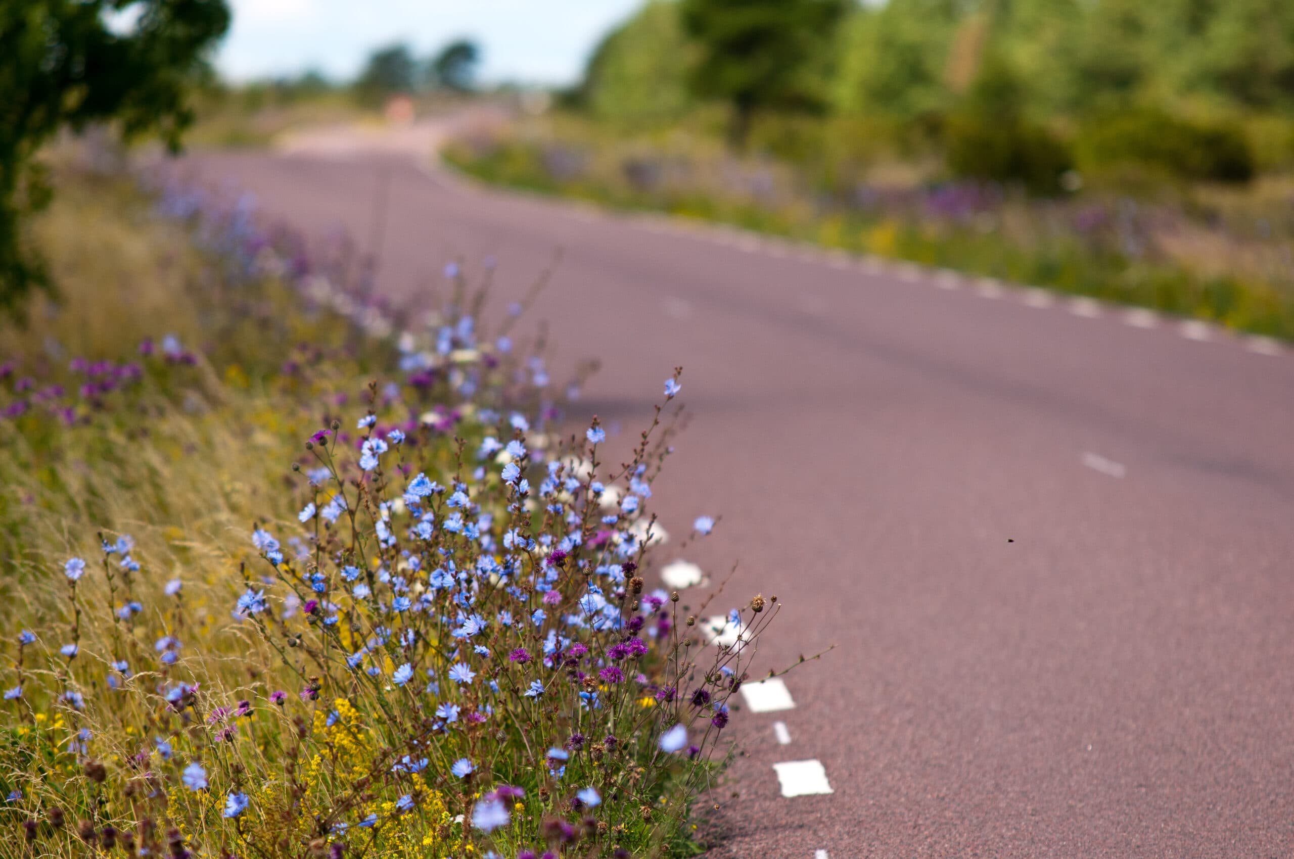 Bilden visar en kurvig landsväg omgiven av grönska och vilda blommor. Vägen har en slät asfaltyta med vita streckade linjer som markerar vägkanten. På förgrunden till höger i bilden syns en kant beväxt med blå och lila blommor samt gula blomster, vilket ger en färgglad kontrast mot den mörka asfalten. Bakgrunden är suddig, men man kan urskilja mer grönska och en fortsättning av vägen som slingrar sig in i landskapet. Det verkar vara en solig dag med gott om dagsljus som lyser upp scenen.