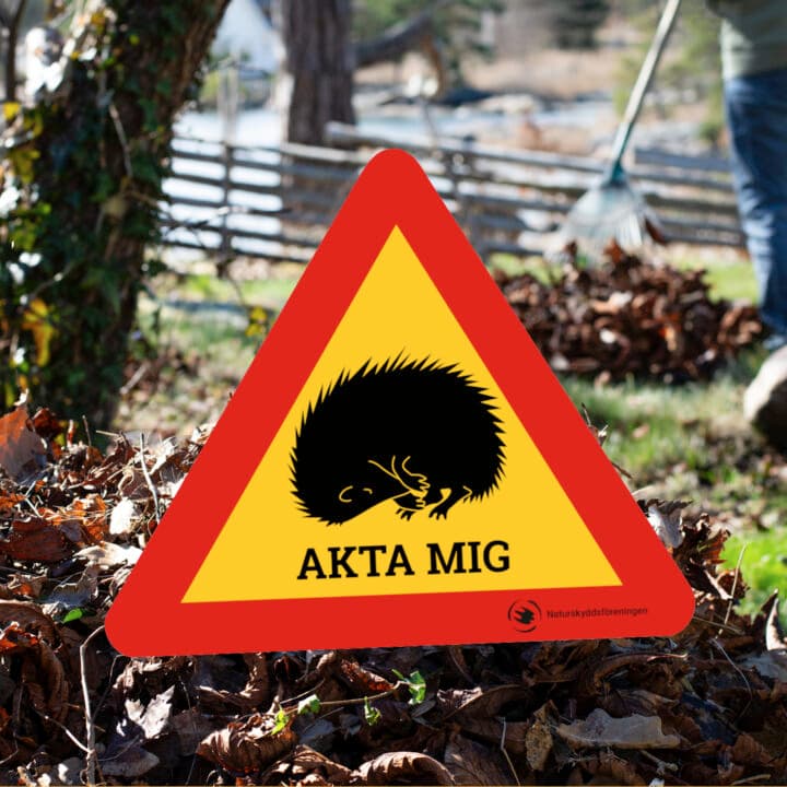 Bilden visar en varningsskylt med en röd och gul triangel. Inuti triangeln finns en svart silhuett ...