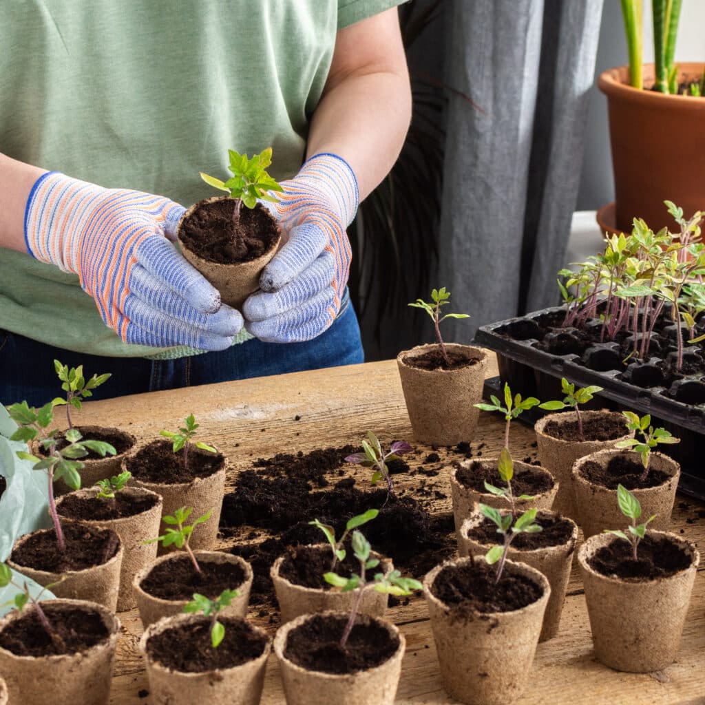 Närbild på två händer som planterar bivänliga växter för en plantloppis