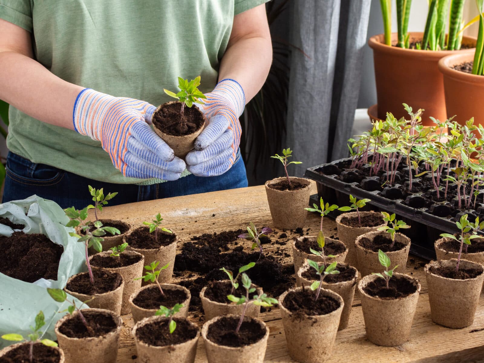 Närbild på två händer som planterar bivänliga växter för en plantloppis