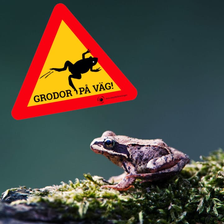 Bilden visar en varningsskylt med en symbol som föreställer en groda och texten "GRODOR PÅ VÄG!" ...