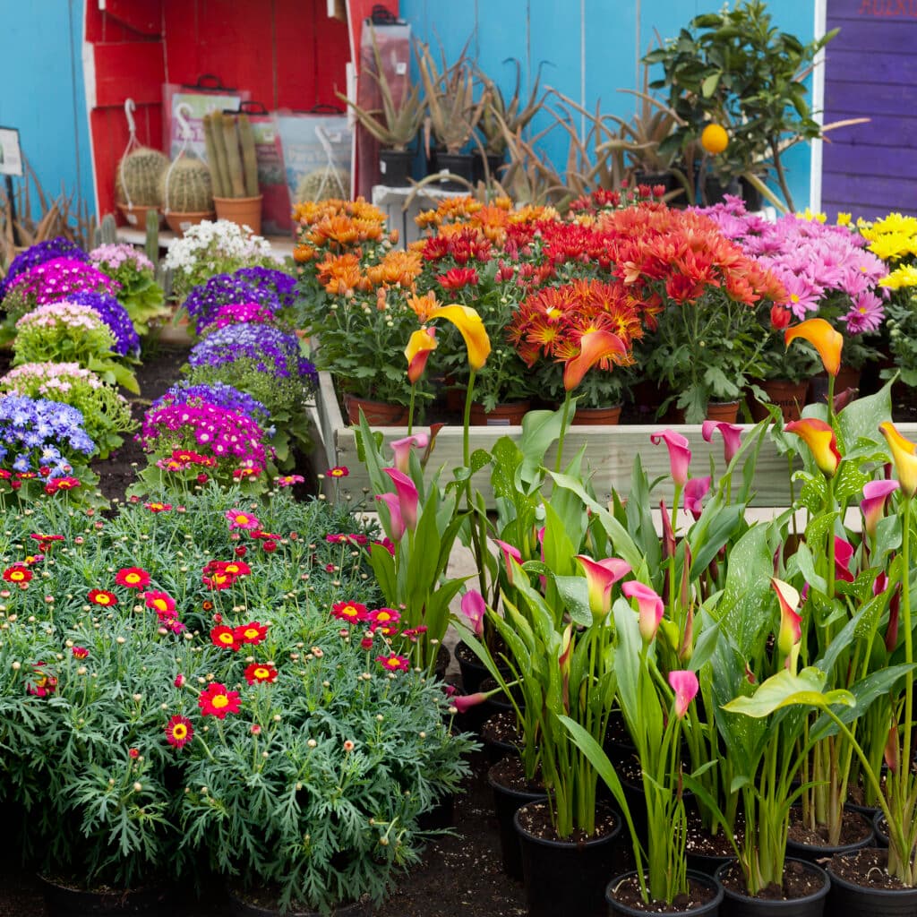 Bilden visar en färgglad blomstermarknad eller plantskola. I förgrunden ser vi flera krukor med ...