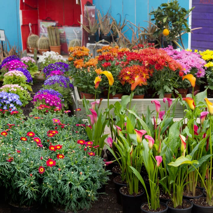 Bilden visar en färgglad blomstermarknad eller plantskola. I förgrunden ser vi flera krukor med ...