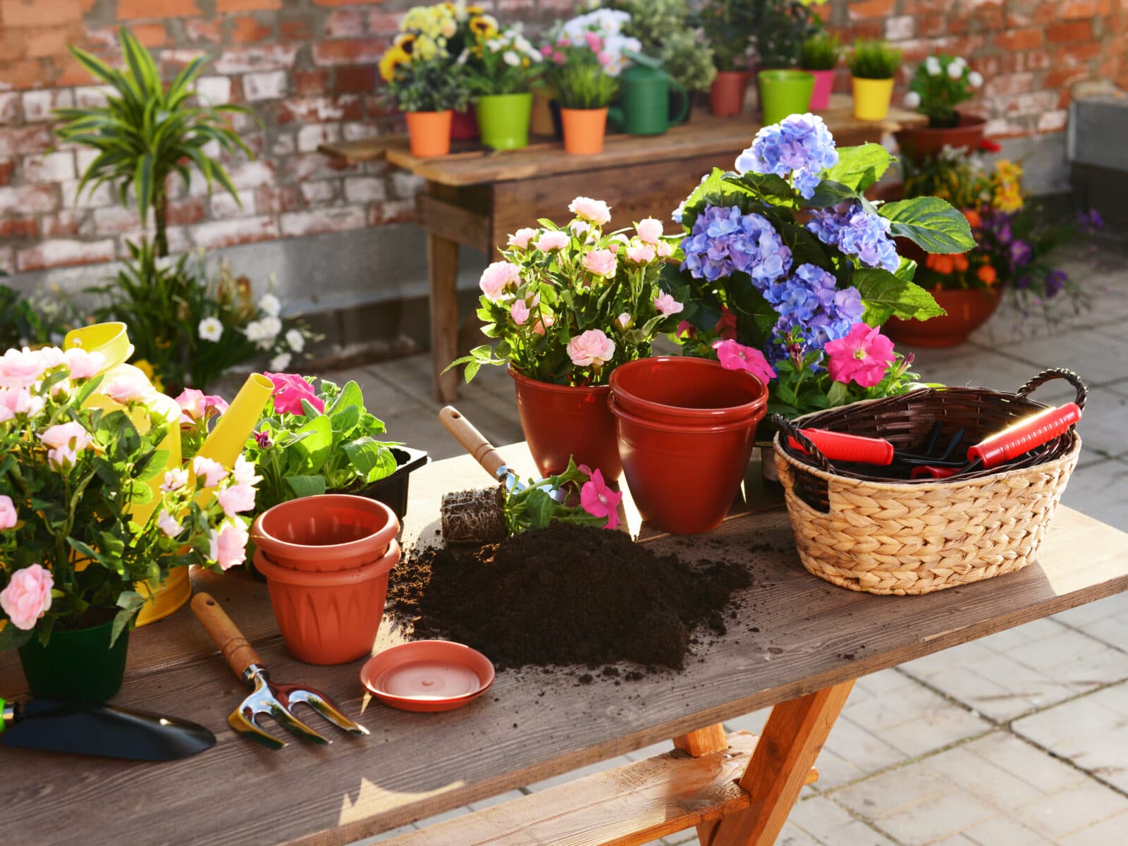 Bilden visar en trädgårdsarbetsplats utomhus med en samling av trädgårdsredskap och bivänliga blommor som kan ha besprutats med bekämpningsmedel. På ett träbord finns det flera krukor med blommande växter i olika färger, bland annat rosa och blå. Det finns också tomma terrakottakrukor, en hög med jord, en spade, en sekatör och en flätad korg som innehåller trädgårdsredskap. I bakgrunden syns en tegelvägg och ytterligare blomkrukor placerade på en hylla och på marken. Det ser ut som en solig dag, perfekt för trädgårdsarbete.